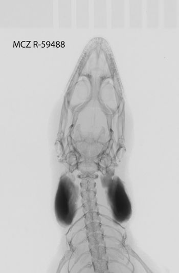 Media type: image;   Herpetology R-59488